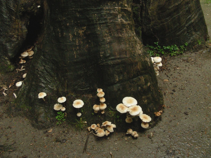 Pioggia e nervosismo con tanti funghi